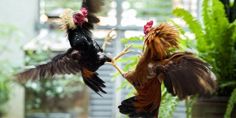 Hướng dẫn chọn những con gà đá chất lượng